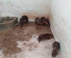 Polícia Ambiental descobre cativeiro de pacas e cutias em Toledo (PR), no Oeste paranaense