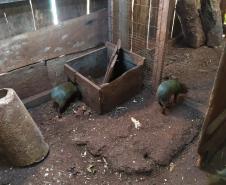 Polícia Ambiental descobre cativeiro de pacas e cutias em Toledo (PR), no Oeste paranaense