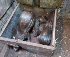 Polícia Ambiental descobre cativeiro de pacas e cutias em Toledo (PR), no Oeste paranaense