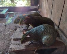 Polícia Ambiental descobre cativeiro de pacas e cutias em Toledo (PR), no Oeste paranaense
