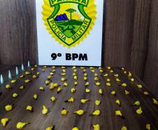 Em Matinhos, PM flagra homem com mais de 100 porções de drogas prontas para a venda