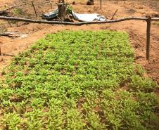 Helicóptero da PM do Paraná plantação que renderia três toneladas de maconha no Polígono da Maconha, no sertão nordestino