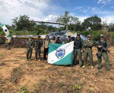 Helicóptero da PM auxilia PF na erradicação de 45 mil pés de maconha no Nordeste do estado