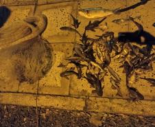 Com operação Lua Cheia, PM Ambiental lavra quatro autos de infração por caça e pesca ilegal no Norte do estado