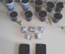 Operação em conjunto da PM e do MP prende quatro pessoas investigadas por de furto e receptação de gado no Noroeste do estado