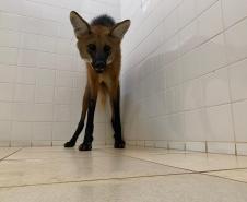 Lobo guará é encontrado dentro de banheiro em Foz do Iguaçu (PR)