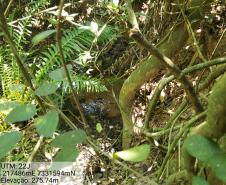 Granja que depositava frangos mortos em área de proteção permanente é autuada em R$ 10 mil pela Polícia Ambiental em Iporã (PR)