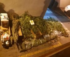 PM descobre plantio de maconha e apreende mais de 280 mudas em barracão em São José dos Pinhais (PR), na RMC