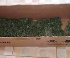 PM descobre plantio de maconha e apreende mais de 280 mudas em barracão em São José dos Pinhais (PR), na RMC