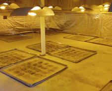 PM descobre plantio de maconha e apreende mais de 280 mudas em barracão em São José dos Pinhais (PR), na RMC