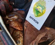 BPFron prende cinco pessoas e apreende quase 100 quilos de peixe roubado no Oeste do estado