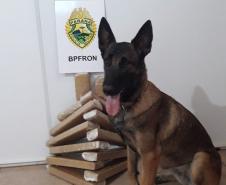 BPFron apreende mais de 11 quilos de maconha e uma arma de fogo no Oeste do estado