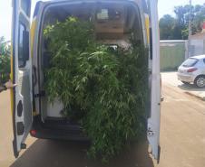 Plantação de maconha é localizada pela PM em loteamento de Foz do Iguaçu (PR)