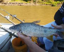 No Centro-Norte do estado, Polícia Ambiental apreende 147 quilos de peixe e redes de pesca