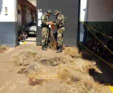 Polícia Ambiental prende quatro homens e apreende 89 quilos de peixes no Norte Pioneiro