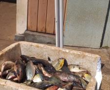Polícia Ambiental prende quatro homens e apreende 89 quilos de peixes no Norte Pioneiro