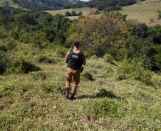 PM recupera 27 cabeças de gado furtadas em Iretama (PR), no Noroeste do estado