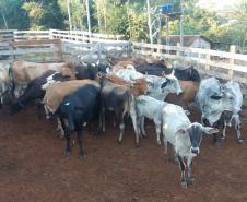 PM recupera 27 cabeças de gado furtadas em Iretama (PR), no Noroeste do estado