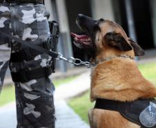 Cães de faro do BOPE se aposentam após 9 anos de atuação pelo BOPE; animais apreenderam mais de 2 toneladas de drogas