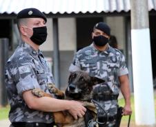 Cães de faro do BOPE se aposentam após 9 anos de atuação pelo BOPE; animais apreenderam mais de 2 toneladas de drogas