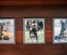 Cães de faro do BOPE se aposentam após 9 anos de atuação pelo BOPE; animais apreenderam mais de 2 toneladas de drogas