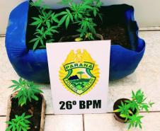 Nos Campos Gerais, PM prende duas pessoas e apreende sete pés de maconha após denúncia