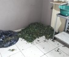 Laboratório para produção de maconha é descoberto pelo BOPE em chácara na RMC; cerca de 500 vasos com a planta são apreendidos