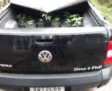 Laboratório para produção de maconha é descoberto pelo BOPE em chácara na RMC; cerca de 500 vasos com a planta são apreendidos