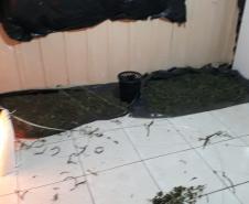 Laboratório para produção de maconha é descoberto pelo BOPE em chácara na RMC; cerca de 500 vasos com a planta são apreendidos
