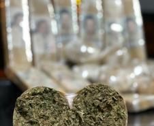 BPRv apreende mais de meia tonelada de maconha ao atender ocorrências distintas no Noroeste do estado