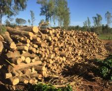 Polícia Ambiental flagra desmatamento e aplica R$ 9,7 mil em multas em Altônia (PR)