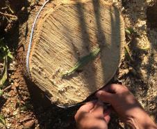 Polícia Ambiental flagra desmatamento e aplica R$ 9,7 mil em multas em Altônia (PR)