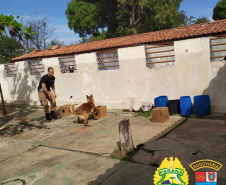 BPRv aplica nivelamento para Canil em Jacarezinho, no Norte do estado