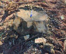 Polícia Ambiental flagra desmatamento e aplica R$ 9,7 mil em multas em Altônia (PR)