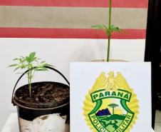 Em Tibagi, PM cumpre mandado de Busca e Apreensão e apreende pés de maconha