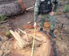 Na RMC e no Interior, Batalhão Ambiental flagra desmatamento ilegal