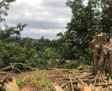 Na RMC e no Interior, Batalhão Ambiental flagra desmatamento ilegal