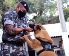 Em seis meses, cães de faro da PM apreendem mais de 38 toneladas de maconha no Paraná