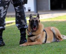 Em seis meses, cães de faro da PM apreendem mais de 38 toneladas de maconha no Paraná