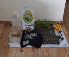 Durante busca por moto furtada, PM encontra plantação de 62 mudas de maconha em Reserva, nos Campos Gerais