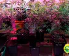 Equipes da PM do Noroeste do estado apreendem dois revólveres e 15 pés de maconha durante o fim de semana