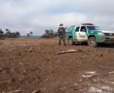 Polícia Ambiental aplica mais de R$ 243 mil em multas por destruição de vegetação nativa no Sudeste do estado