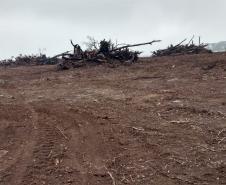 Polícia Ambiental aplica mais de R$ 243 mil em multas por destruição de vegetação nativa no Sudeste do estado