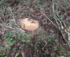 Polícia Ambiental aplica mais de R$ 243 mil em multas por destruição de vegetação nativa no Sudeste do estado