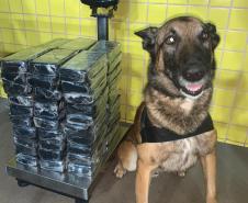 Policiais militares de Operações com Cães prestam apoio à PRF na apreensão de 62,2 quilos de pasta base de cocaína em Mandaguari (PR)