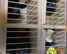 Quatro pássaros silvestres são apreendidos pelo BPRv no Noroeste do estado