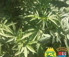 No Oeste do estado, PM apreende cigarros e mudas de maconha