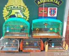 Com Operação Asas Livres, Polícia Ambiental resgata 391 aves silvestres e aplica R$ 390,5 mil em multas no Paraná