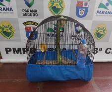 Com Operação Asas Livres, Polícia Ambiental resgata 391 aves silvestres e aplica R$ 390,5 mil em multas no Paraná