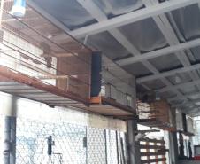 Com Operação Asas Livres, Polícia Ambiental resgata 391 aves silvestres e aplica R$ 390,5 mil em multas no Paraná